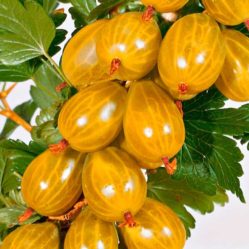 Agriș galben pe tulpină Hinnonmaki Yellow imagine 2 articol 8006