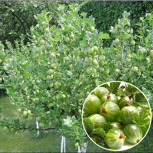 Agriș pe tulpină înaltă Invicta imagine 1 articol 9040_1