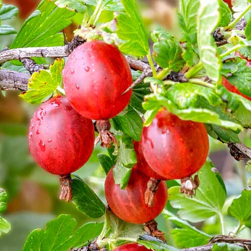 Agriș fără spini Spinefree imagine 1 articol 7648