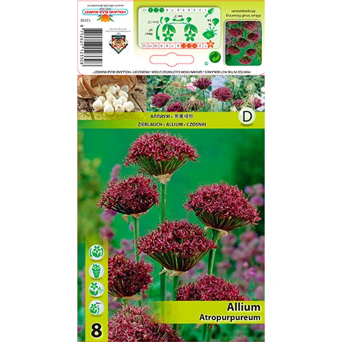 Allium Atropurpureum imagine 1 articol 68053
