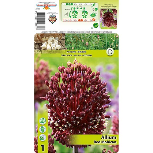 Allium Red Mohican imagine 1 articol 68122