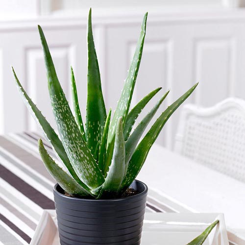 Aloe Vera imagine 1 articol 67901