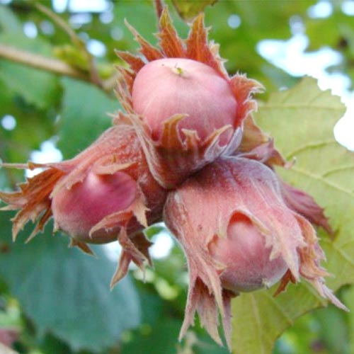 Alun roșu Lambert imagine 1 articol 8658