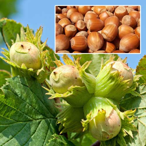 Alun comun imagine 1 articol 7449