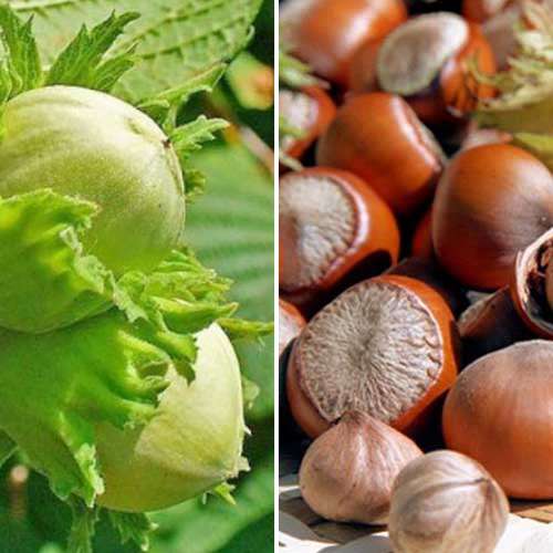 Ofertă specială! Aluni Duo, set de 2 soiuri imagine 1 articol 4948