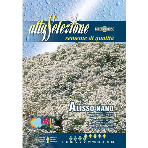 Alyssum pitic Covor De Zapada imagine 1 articol 87300