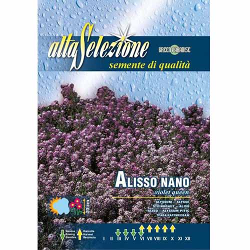 Alyssum pitic Regina Violeta imagine 1 articol 96320