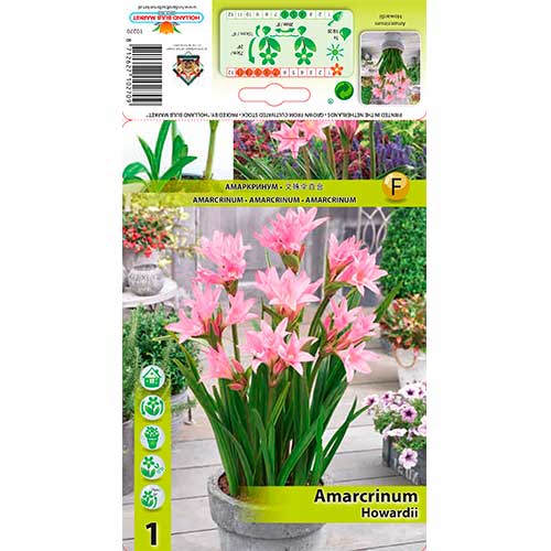 Amarcrinum Howardii imagine 1 articol 76162