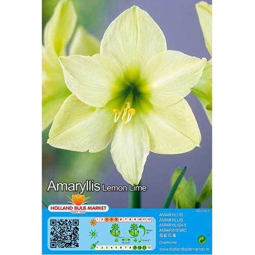 Амарилис Lemon Lime изображение 1 артикул 76009