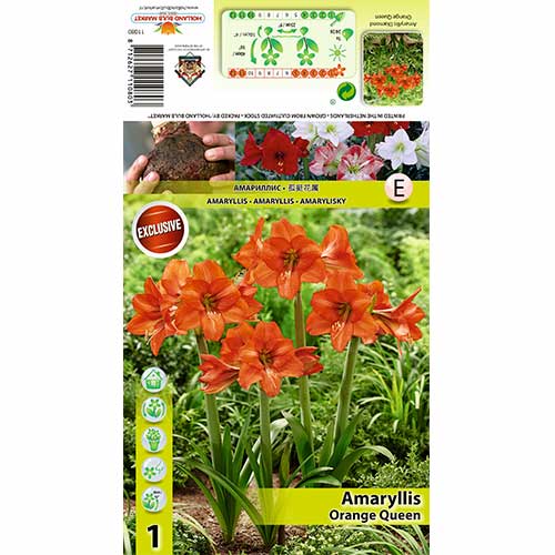 Амарилис Orange Queen изображение 1 артикул 70477
