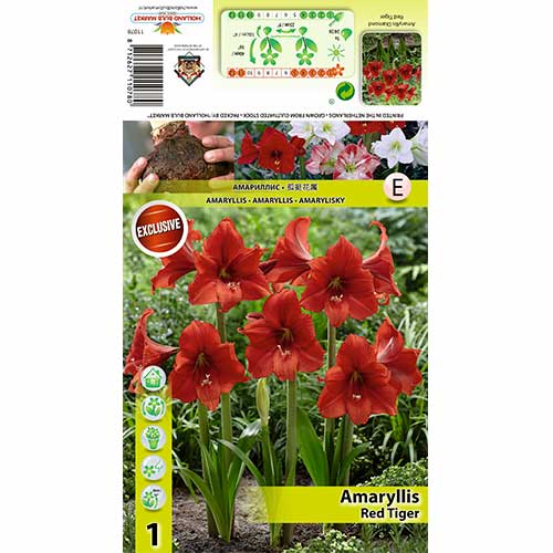 Амарилис Red Tiger изображение 1 артикул 70331