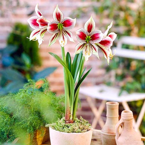 Amaryllis (Hippeastrum) Papillio interface.image 1 interface.art 67078