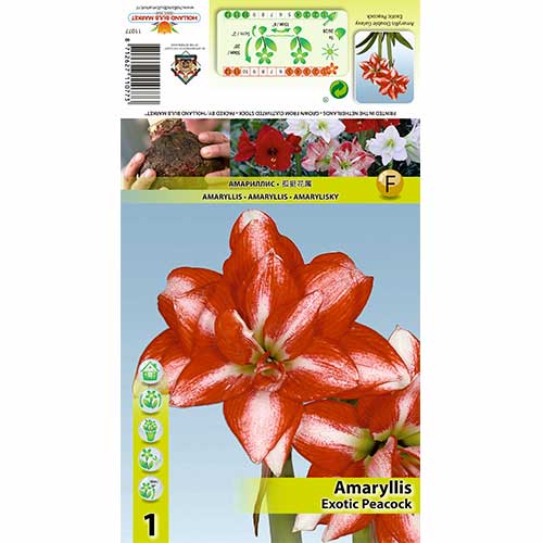 Amaryllis (Hippeastrum) Exotic Peacock interface.image 1 interface.art 70324