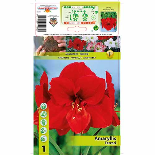 Amaryllis (Hippeastrum) Ferrari interface.image 1 interface.art 76558