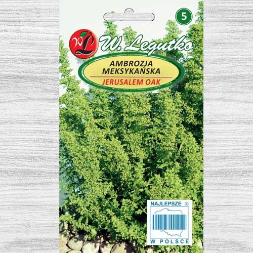 Ambrozie mexicană (Stejar de Ierusalim) imagine 1 articol 78510