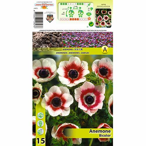 Anemone Bicolor imagine 1 articol 70334