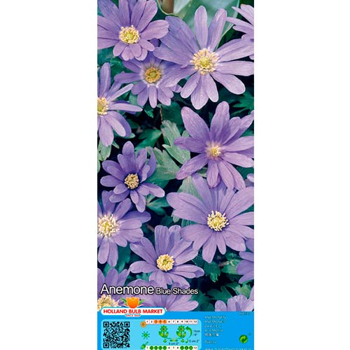 Anemone blanda Blue Shades imagine 1 articol 67085