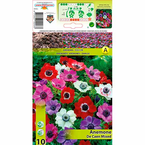Anemone De Caen mix multicolor imagine 1 articol 76170