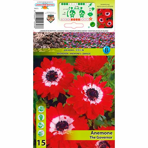 Anemone Double The Governor imagine 1 articol 76169