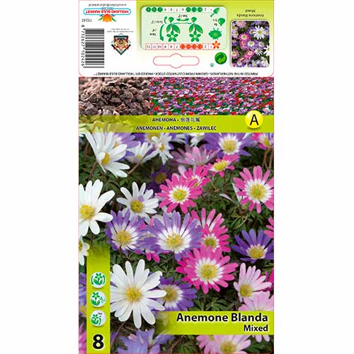Anemone blanda mix multicolor imagine 1 articol 70335