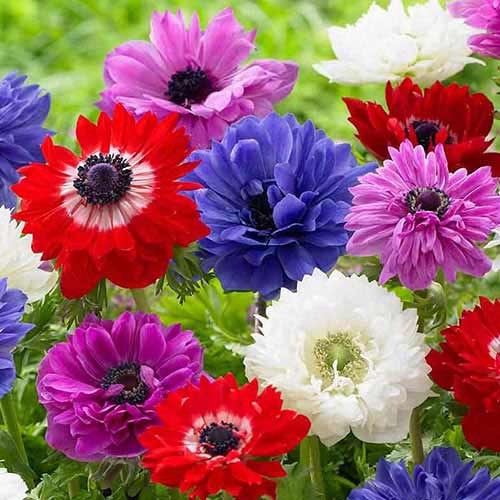 Anemone Blanda, mix imagine 1 articol 2927