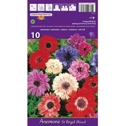 Anemone double St. Brigid mix multicolor imagine 1 articol 76017
