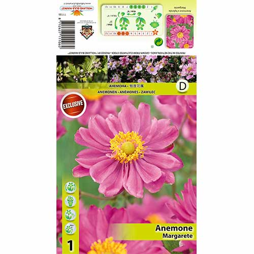 Anemone Margarete imagine 1 articol 70338