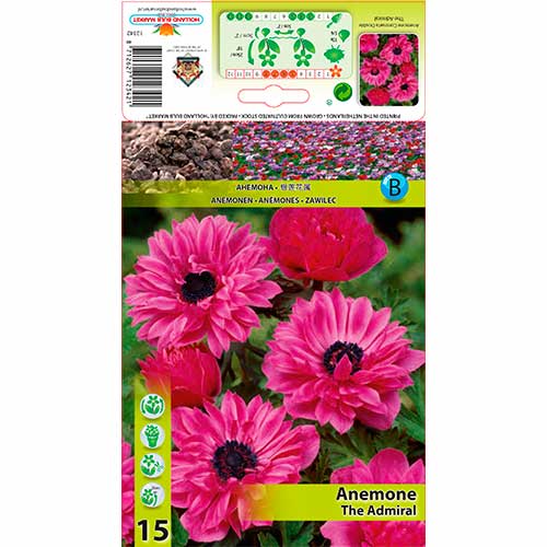 Anemone The Admiral imagine 1 articol 76168