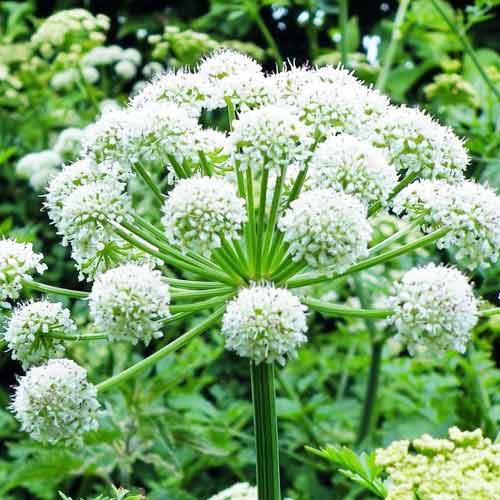 Angelică imagine 1 articol 66959