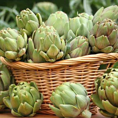 Anghinare Green globe imagine 2 articol 66680