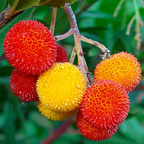 Arbore de Căpșuni imagine 1 articol 69693