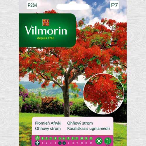 Arbore de foc imagine 1 articol 69771