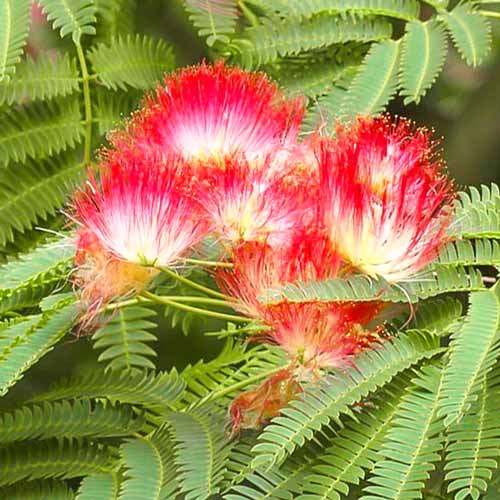 Arbore de mătase Rouge imagine 3 articol 67810