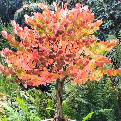 Arbore Katsura imagine 1 articol 4031