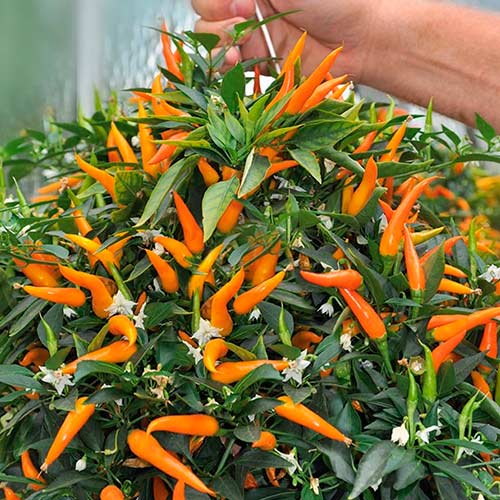 Ardei iute ornamental imagine 1 articol 070008