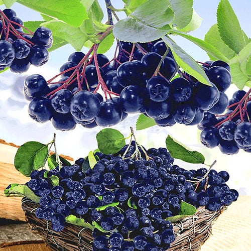 Aronia (Aronia xprunifolia) Viking, P9 imagine 1 articol 8204