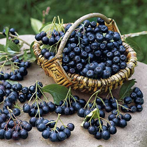 Aronia Black Pearl interface.image 1 interface.art 9204
