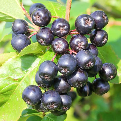 Aronia Galicjanka imagine 1 articol 9320