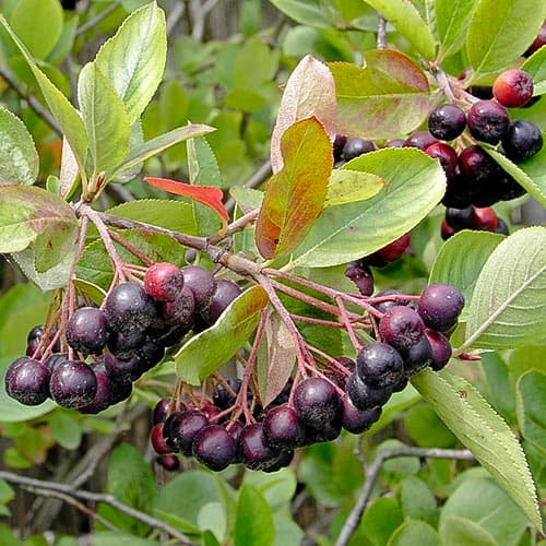 Aronia Hugin imagine 1 articol 4687