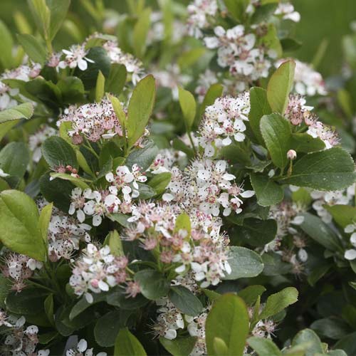 Aronia Revontuli Spreader PBR, C3 imagine 1 articol 8504