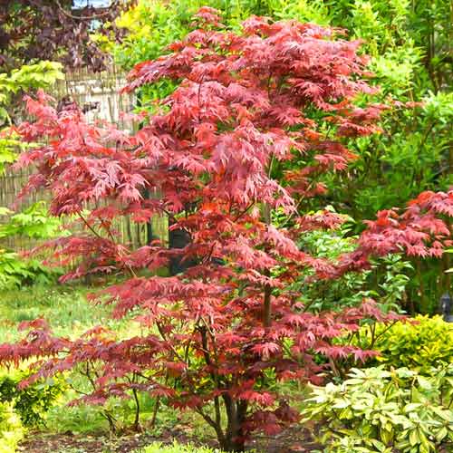 Arțar japonez Beni Maiko imagine 1 articol 9138