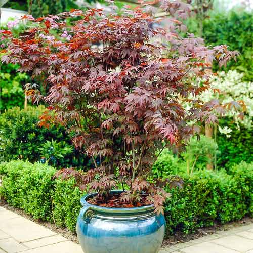 Arțar japonez imagine 1 articol 9063