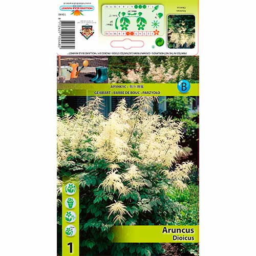 Aruncus Dioicus imagine 1 articol 76173