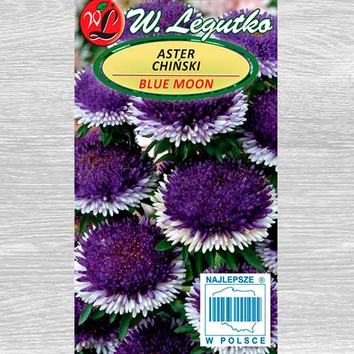 Ochiul boului Liliput Blue Moon Legutko imagine 1 articol 69561