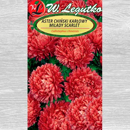 Ochiul boului Milady Scarlet Legutko imagine 1 articol 69559