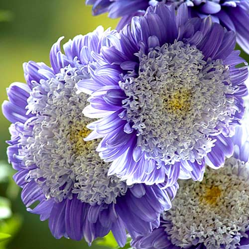 Aster chinezesc pompon Ruckley Supreme imagine 1 articol 8759