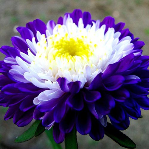 Aster chinezesc Supreme imagine 1 articol 66771