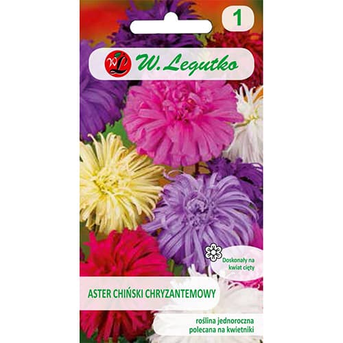 Aster chryzantemowy, mix kolorow interface.image 1 interface.art 78511