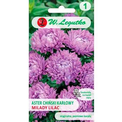 Aster karłowy Milady Lilac interface.image 1 interface.art 86809