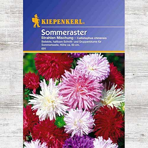 Aster chiński Strahlen, mieszanka kolorów interface.image 1 interface.art 86244